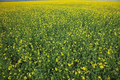 M站年度评分最高游戏出炉 《艾尔登法环》成最大赢家